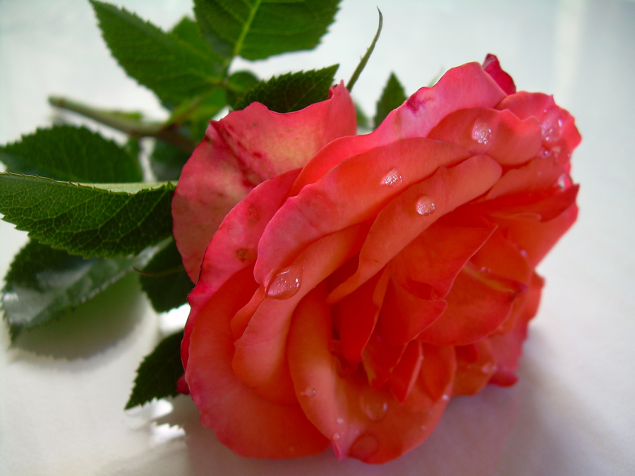 Photography by kog3146 for DesignCrowd (Community Contests) | Design #8977215