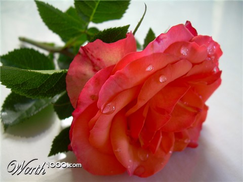 Photography by kog3146