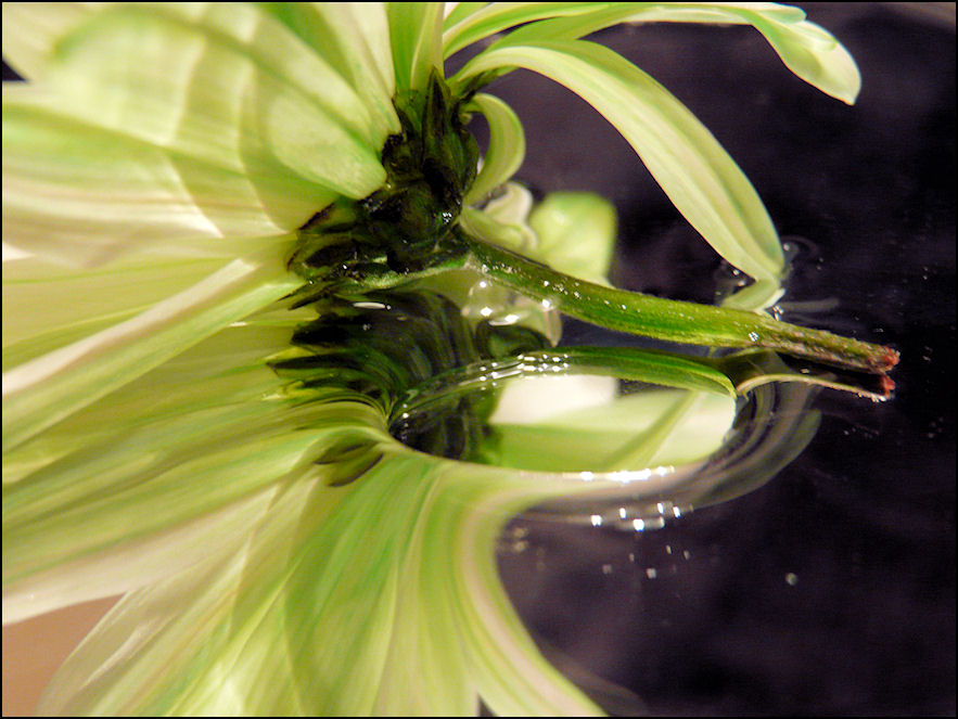 Fotografía por kimmee para DesignCrowd (Community Contests) | Diseño #8977095