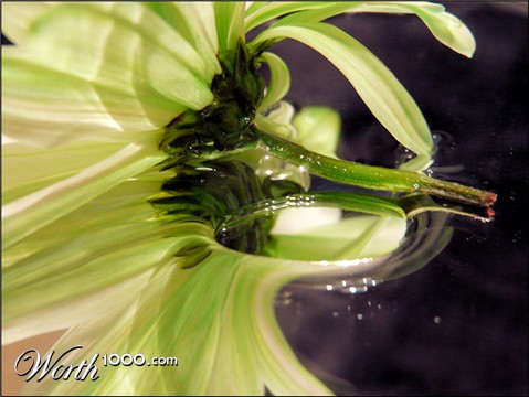 Photography by kimmee