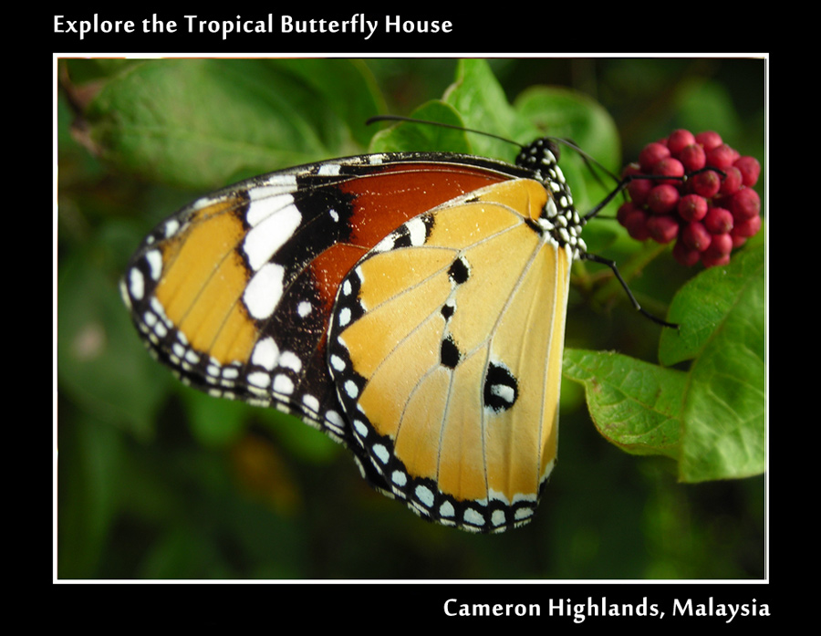 Photography by julianneovie for DesignCrowd (Community Contests) | Design #8978256