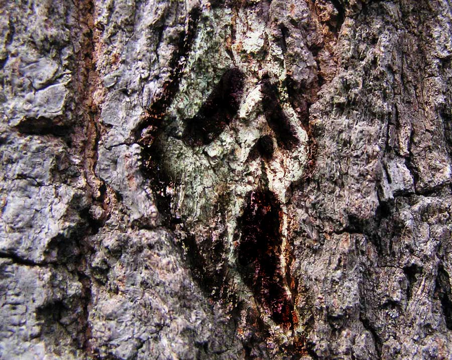 Diseño de Photoshop por Azurin para DesignCrowd (Community Contests) | Diseño #8984282