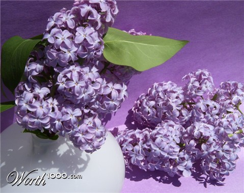 Photography by Sherbertsmoothy