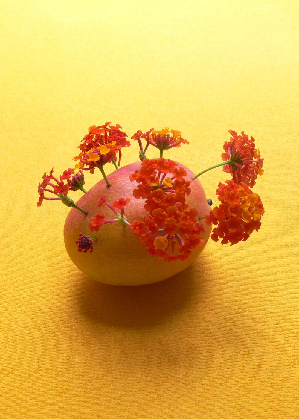 Photography by sausirhi for DesignCrowd (Community Contests) | Design #8977154