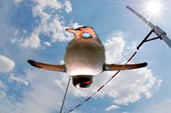 Photoshop Design by Skittles007 for DesignCrowd (Community Contests) | Design #8979247