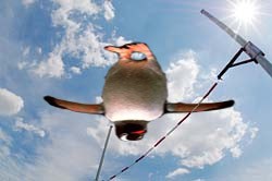 Photoshop Design by Skittles007