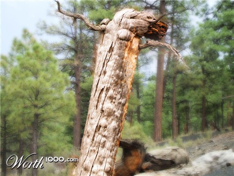 Photoshop Design by grmy01