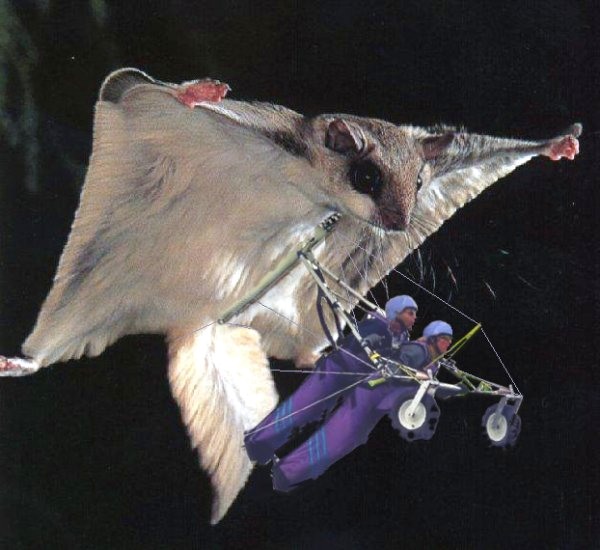 Photoshop Design by LadyHawk771 for DesignCrowd (Community Contests) | Design #8979333