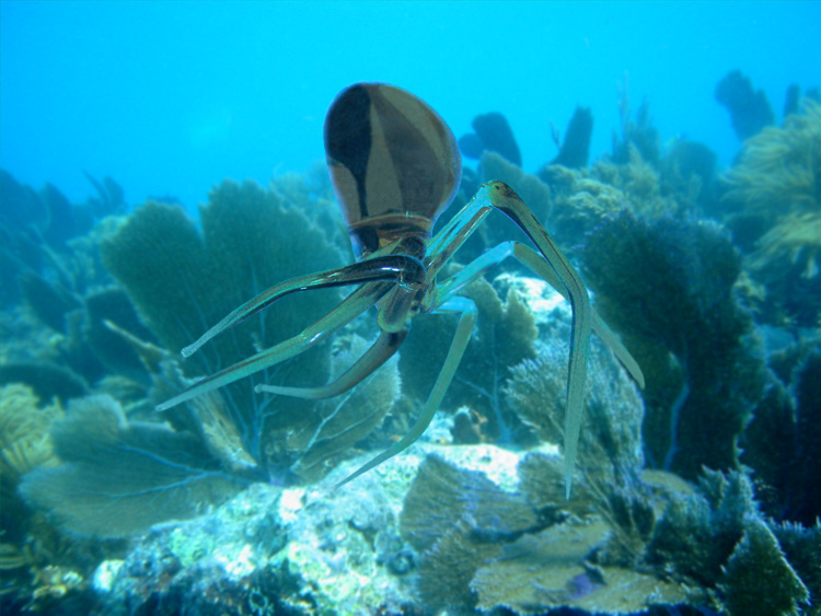 Photoshop Design by siiimon for DesignCrowd (Community Contests) | Design #8981468