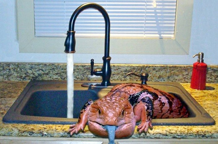 Photoshop Design by LadyHawk771 for DesignCrowd (Community Contests) | Design #8975928