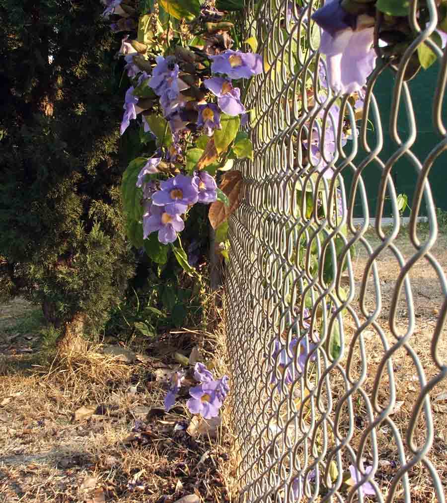 Fotografía por Arnovw para DesignCrowd (Community Contests) | Diseño #8976507