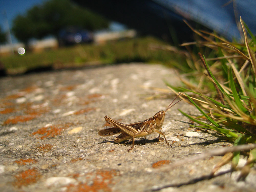 Fotografie von hollistereagle8 für DesignCrowd (Community Contests) | Design #8978006