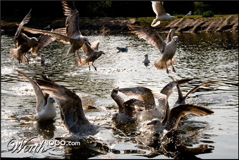 Photography by Ozzerr