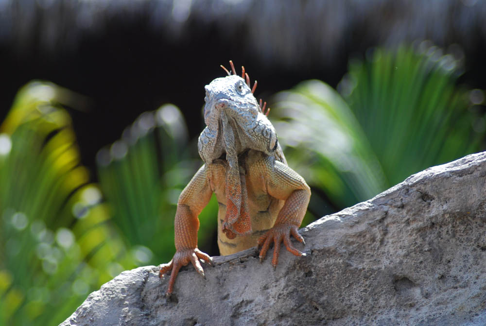 Photography by jeniffermarie for DesignCrowd (Community Contests) | Design #8978068