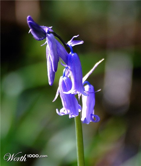 Photography by fotofanatic1