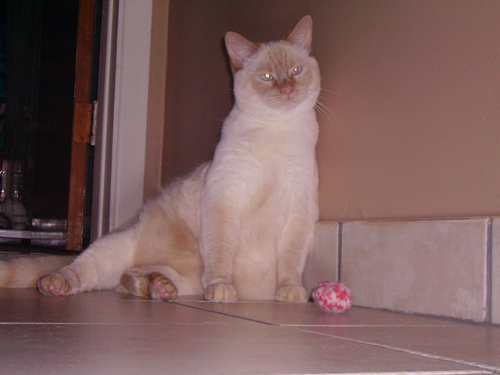 Fotografía por bebeboutchoux1 para DesignCrowd (Community Contests) | Diseño #8978083