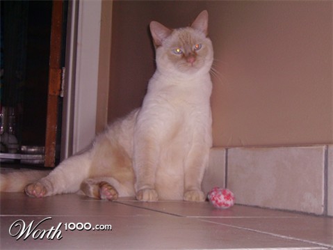 Photography by bebeboutchoux1