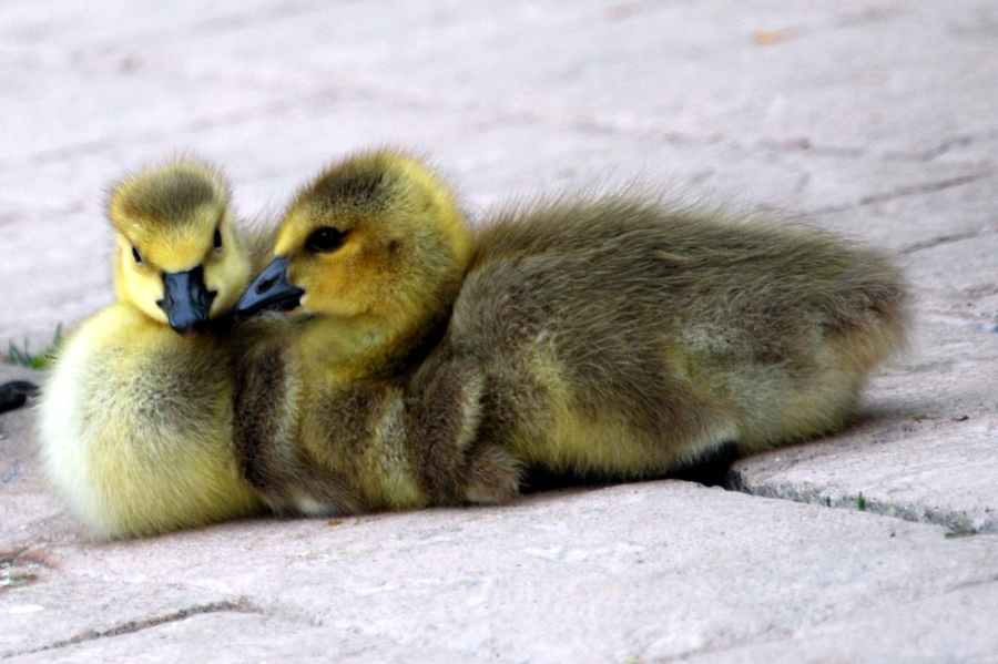 Photography by Tiffa130 for DesignCrowd (Community Contests) | Design #8978163