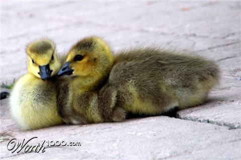 Photography by Tiffa130