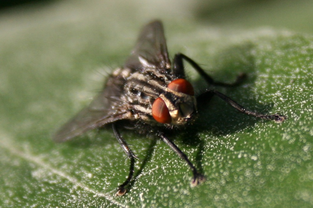 Photographie par Granneman pour DesignCrowd (Community Contests) | Design #8978206