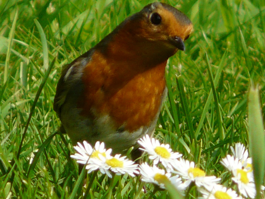 Fotografie von mehere für DesignCrowd (Community Contests) | Design #8978112