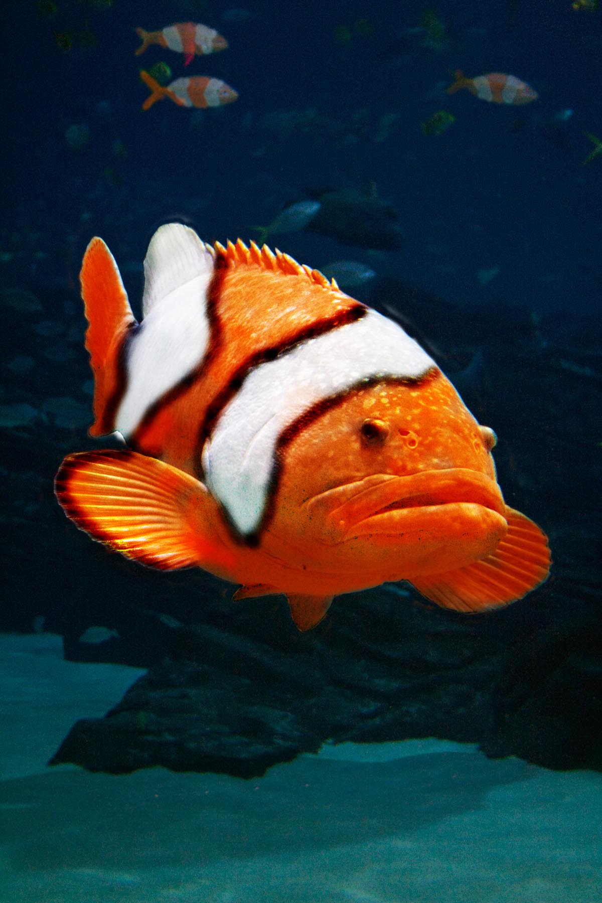 Diseño de Photoshop por Roymeddy para DesignCrowd (Community Contests) | Diseño #8980811