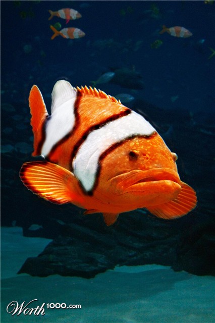 Photoshop Design by Roymeddy