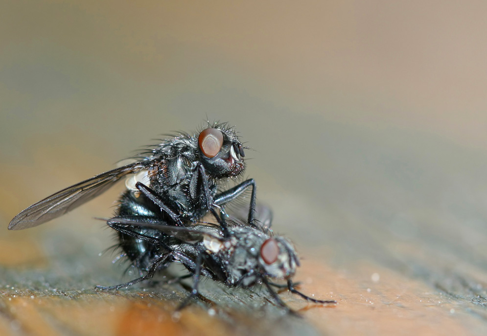 Fotografie von Rouwkema für DesignCrowd (Community Contests) | Design #8978130