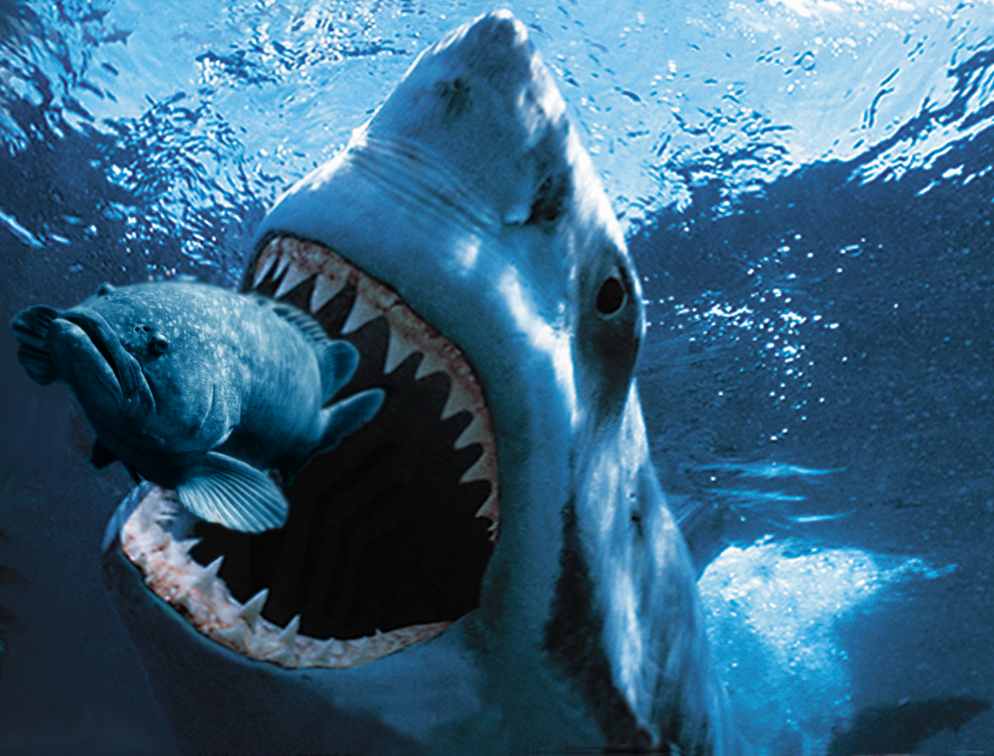 Photoshop Design by dogpark for DesignCrowd (Community Contests) | Design #8980833