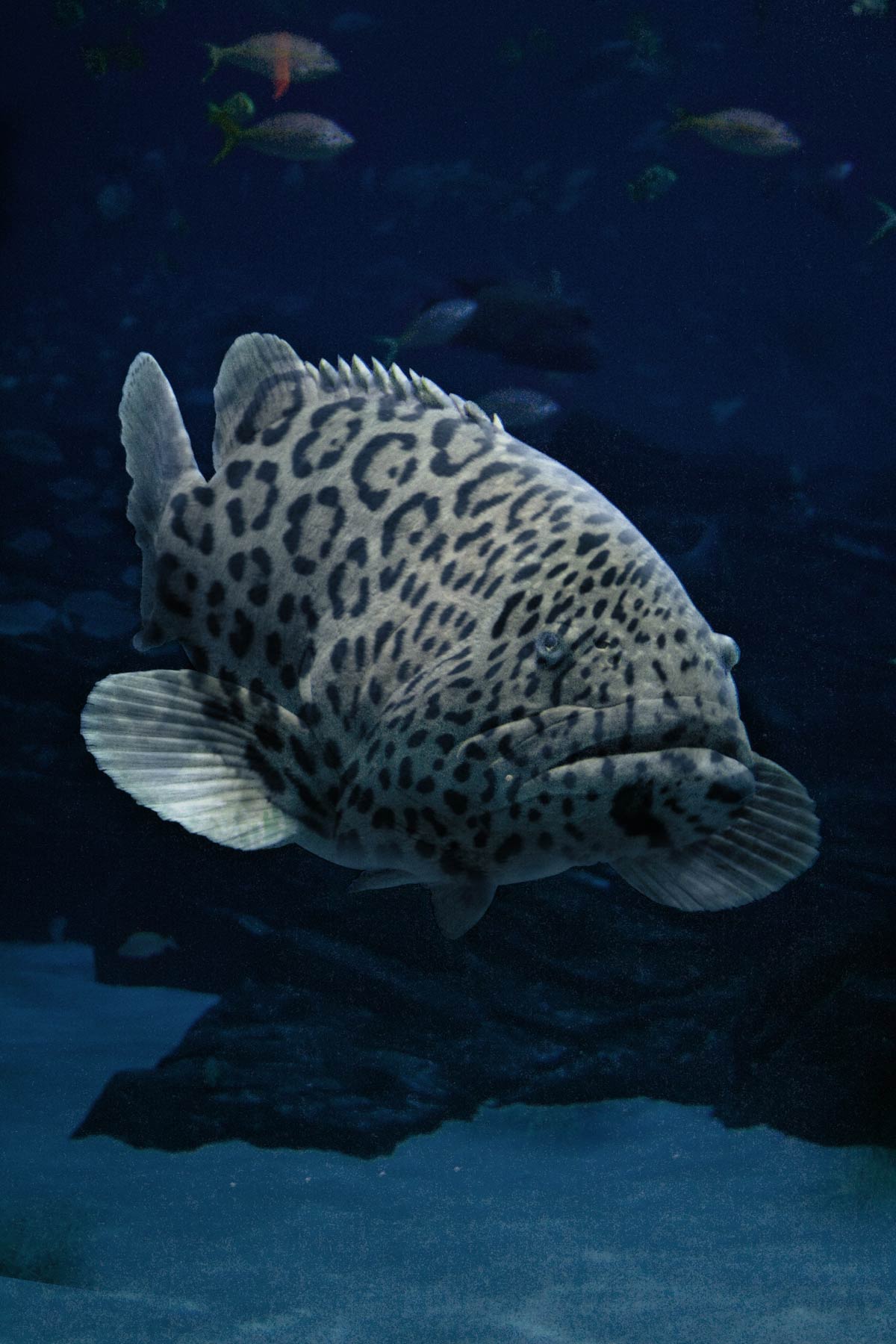 Photoshop Design by Grandma for DesignCrowd (Community Contests) | Design #8980837