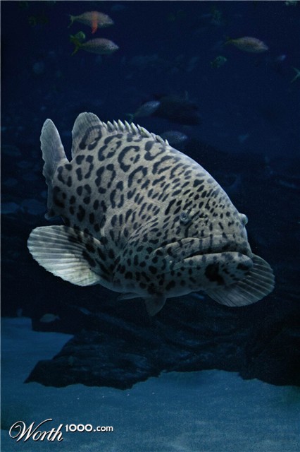 Photoshop Design by Grandma