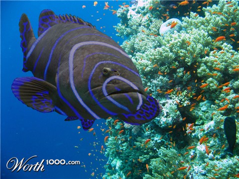 Photoshop Design by coralfishgeo