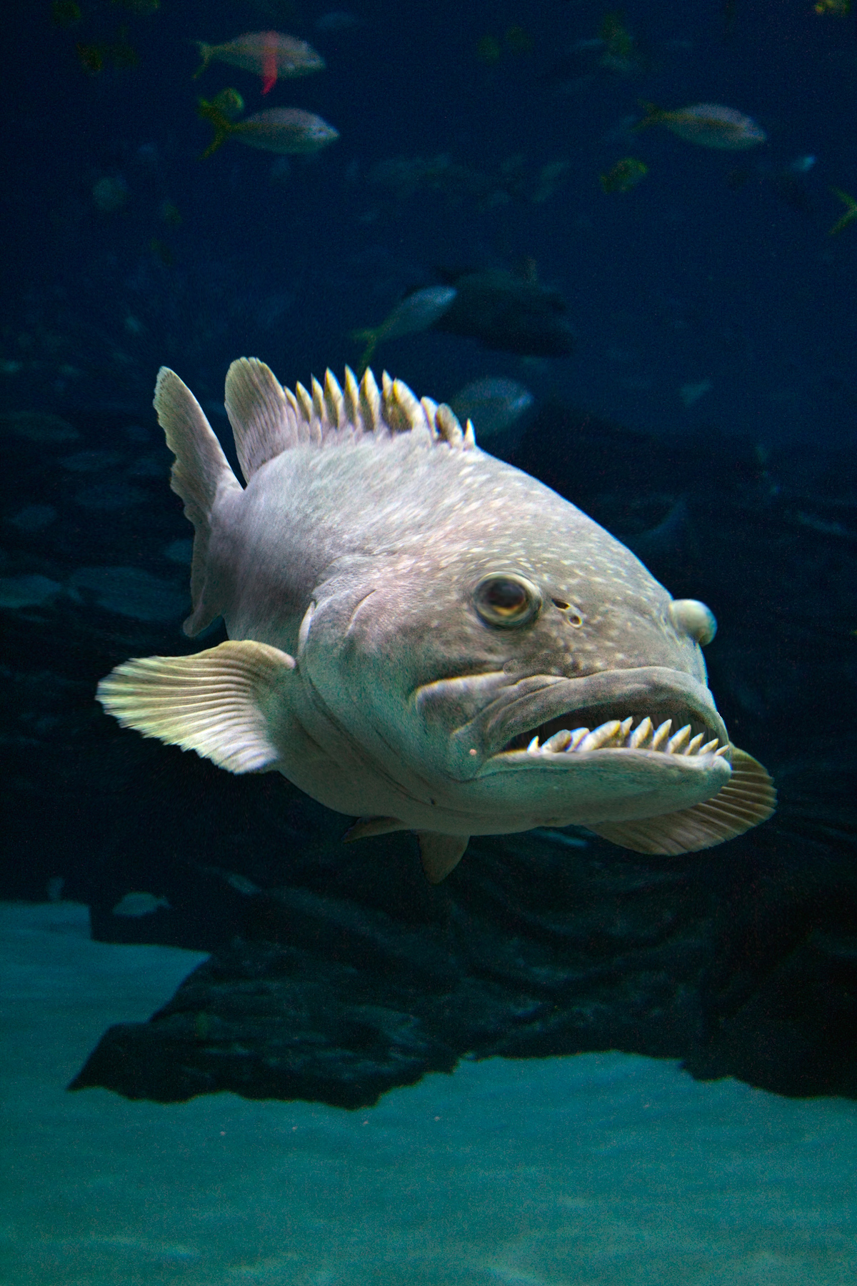 Photoshop Design by kenposam for DesignCrowd (Community Contests) | Design #8980957