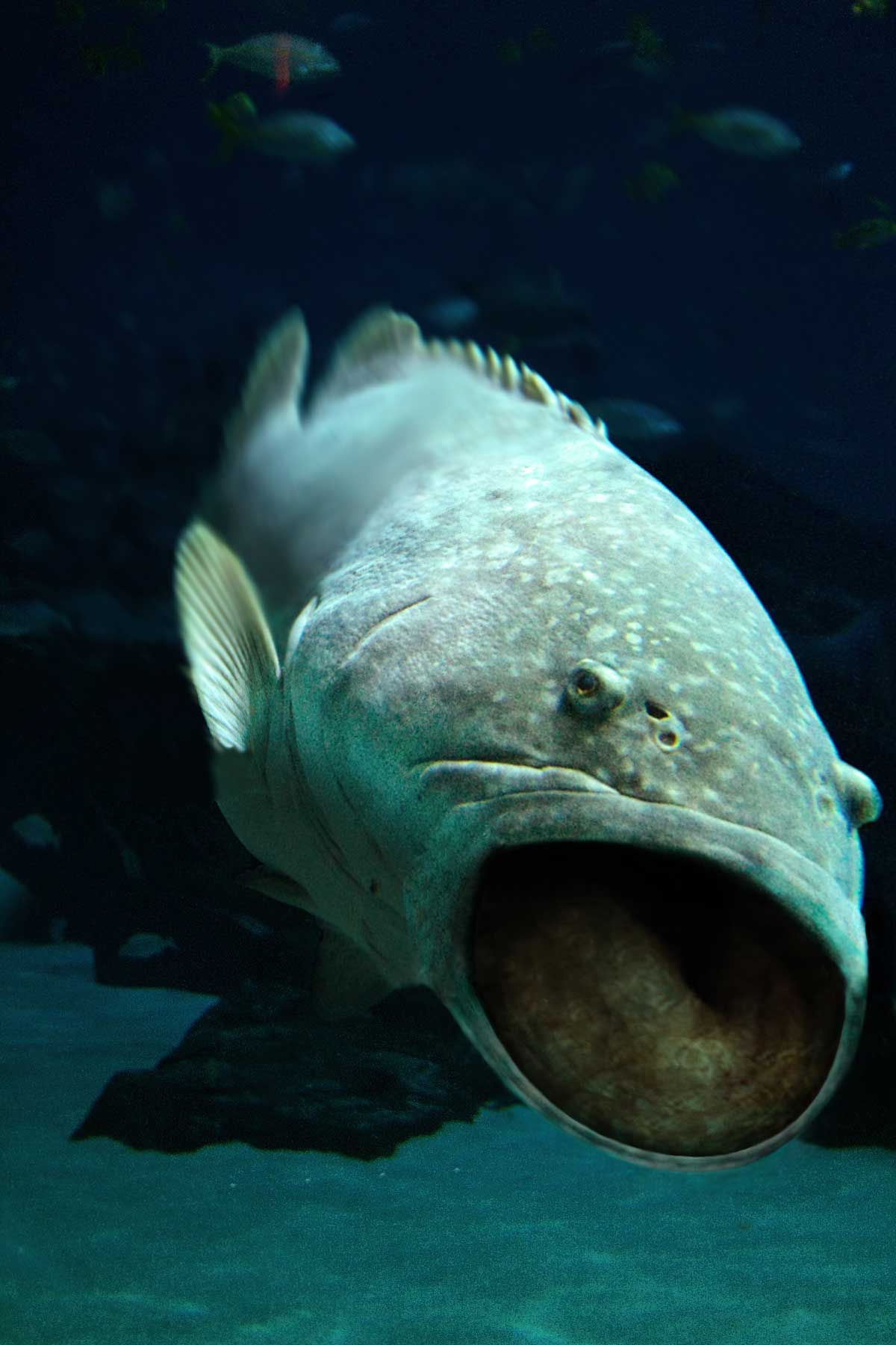 Photoshop Design by maxyhulk for DesignCrowd (Community Contests) | Design #8981025