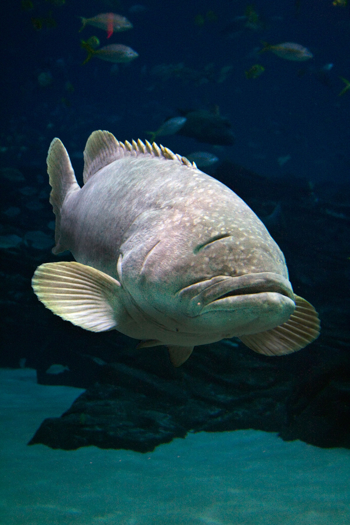 Photoshop-Design von luca0020 für DesignCrowd (Community Contests) | Design #8981059