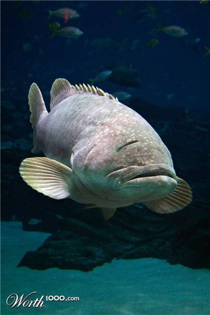 Photoshop Design by luca0020