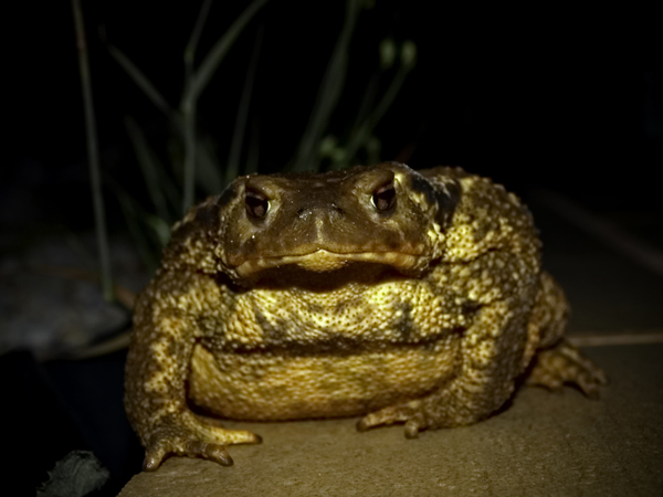 Photography by vtrpina for DesignCrowd (Community Contests) | Design #8978396