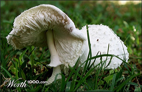 Photography by Rhiannonsmommy