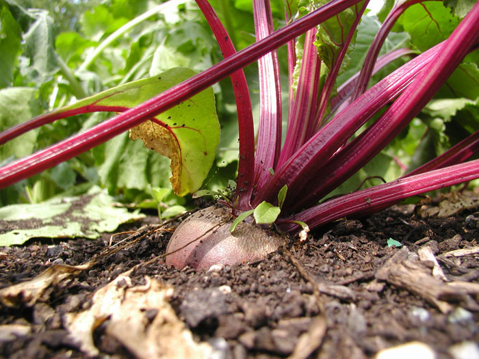 Fotografía por willibarb para DesignCrowd (Community Contests) | Diseño #8978429