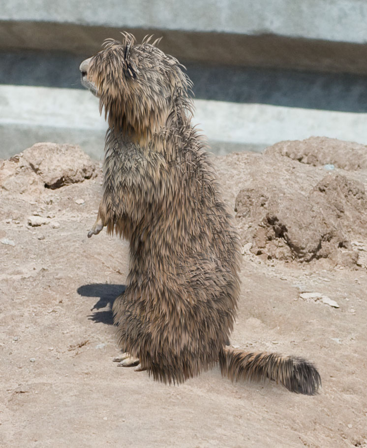 Photoshop Design by TheBrok for DesignCrowd (Community Contests) | Design #8975715