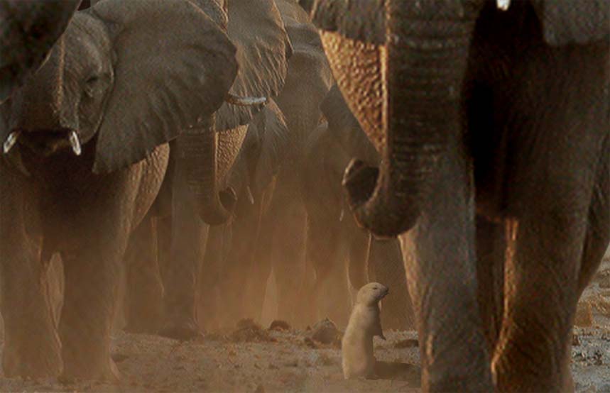 Photoshop-Design von zimhels für DesignCrowd (Community Contests) | Design #8975721