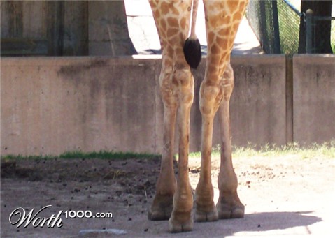 Photography by BerlinBear