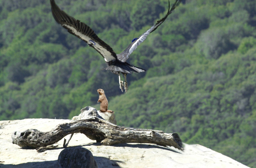 Design Photoshop par WildChildBaby pour DesignCrowd (Community Contests) | Design #8975859