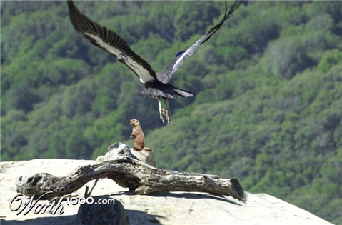 Photoshop Design by WildChildBaby