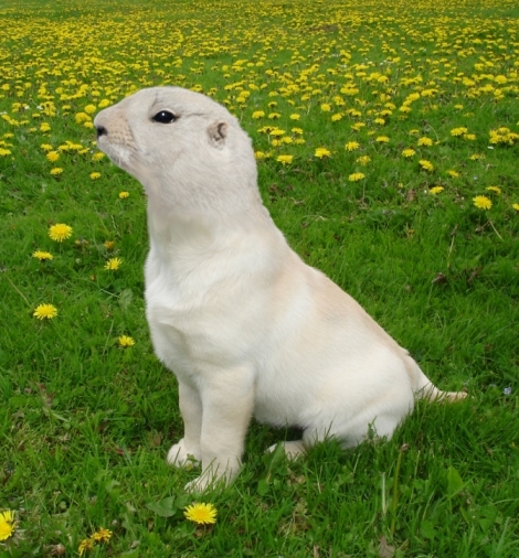 Design Photoshop par 14franko pour DesignCrowd (Community Contests) | Design #8975847