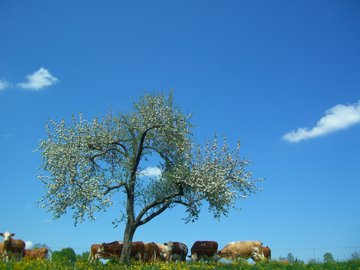 Photography by redcats for DesignCrowd (Community Contests) | Design #8978623