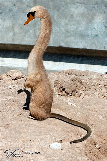 Photoshop Design by Ronschk