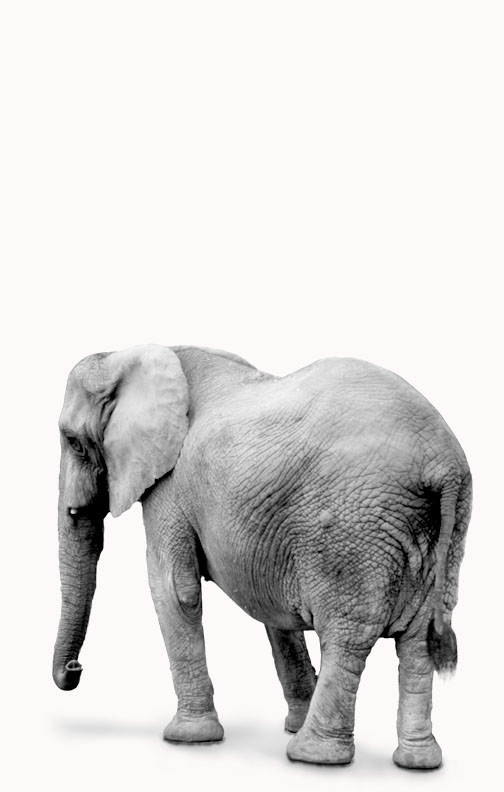 Photography by musicalendeavour for DesignCrowd (Community Contests) | Design #8971477