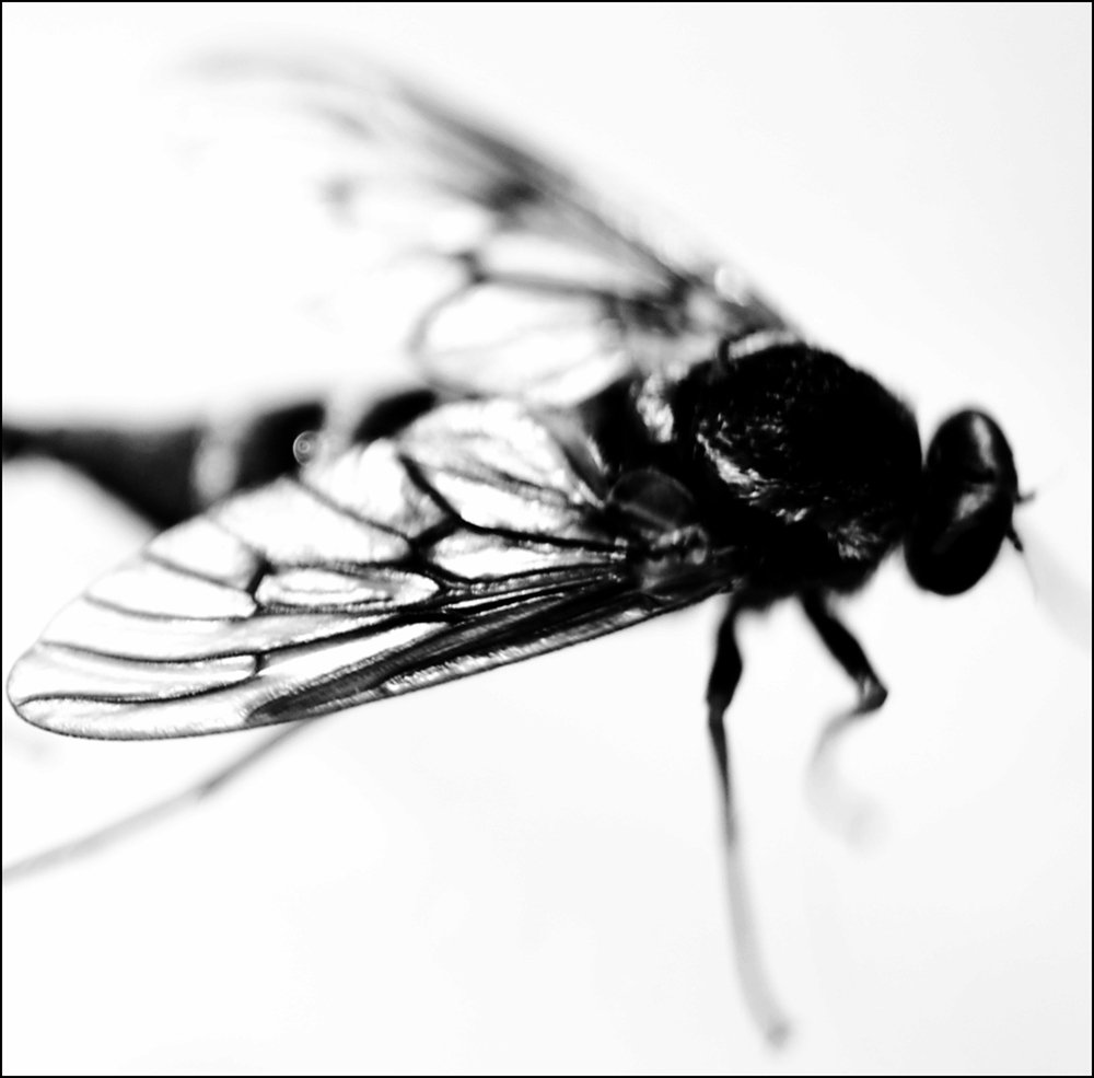 Photography by AgentSeta for DesignCrowd (Community Contests) | Design #8975141