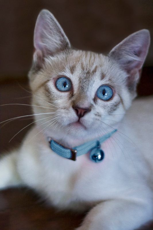 Photographie par scarlet23 pour DesignCrowd (Community Contests) | Design #8971493